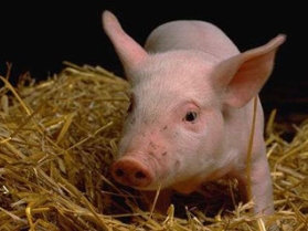 Свинья. Фото: http://img.vesti.kz