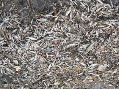 Массовая гибель рыбы зафиксирована в Московской области