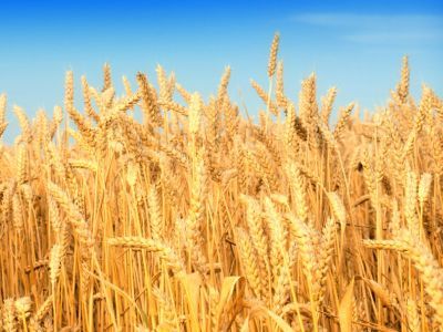 Цены на пшеницу из России упали до минимума с 2009 года