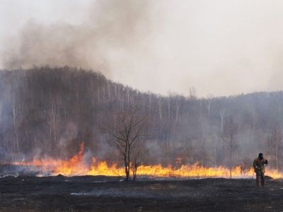 Тушение пожара в Амурской области. Фото: tass.ru