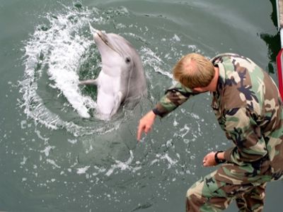 Минобороны объявило тендер на закупку дельфинов почти за 2 млн рублей