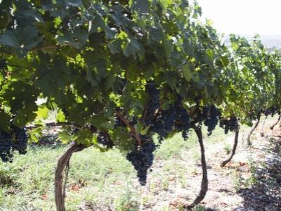 Россия за 25 лет потеряла больше половины виноградников