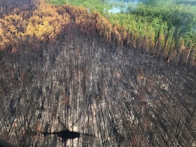 Власти России сообщили о ликвидации всех лесных пожаров