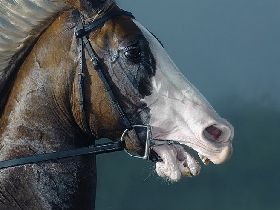 Лошадь. Фото: с сайта dayosh.ru 