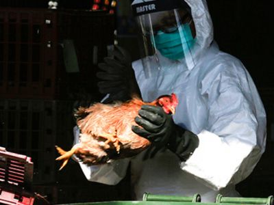 Попова допустила распространение нового типа птичьего гриппа среди людей